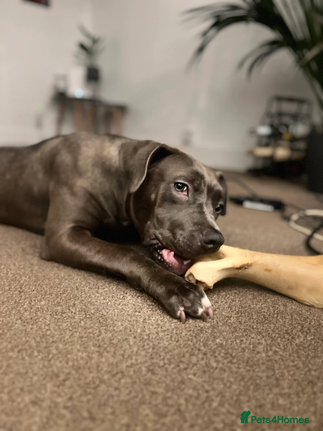 American Bully dogs for sale: American bully classic puppies for sale  - Advert 2