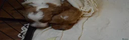 Cockapoo dogs for sale: Cockapoo Puppies - 3 Boys & 3 Girls in Benfleet - Advert 15