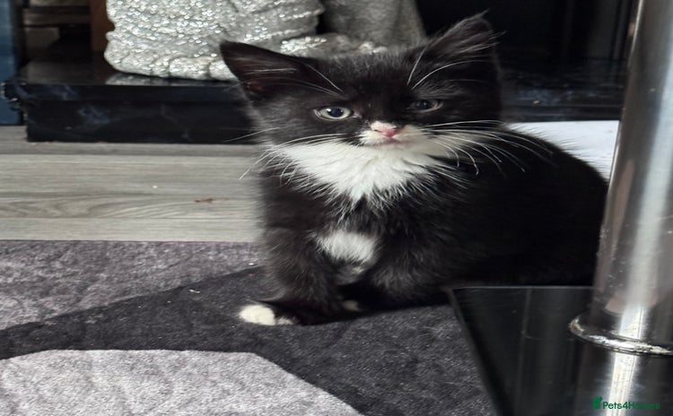 Bengal cats - Advert 2