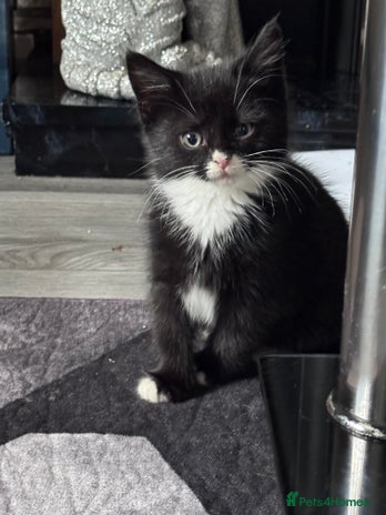 Bengal cats - Advert 2