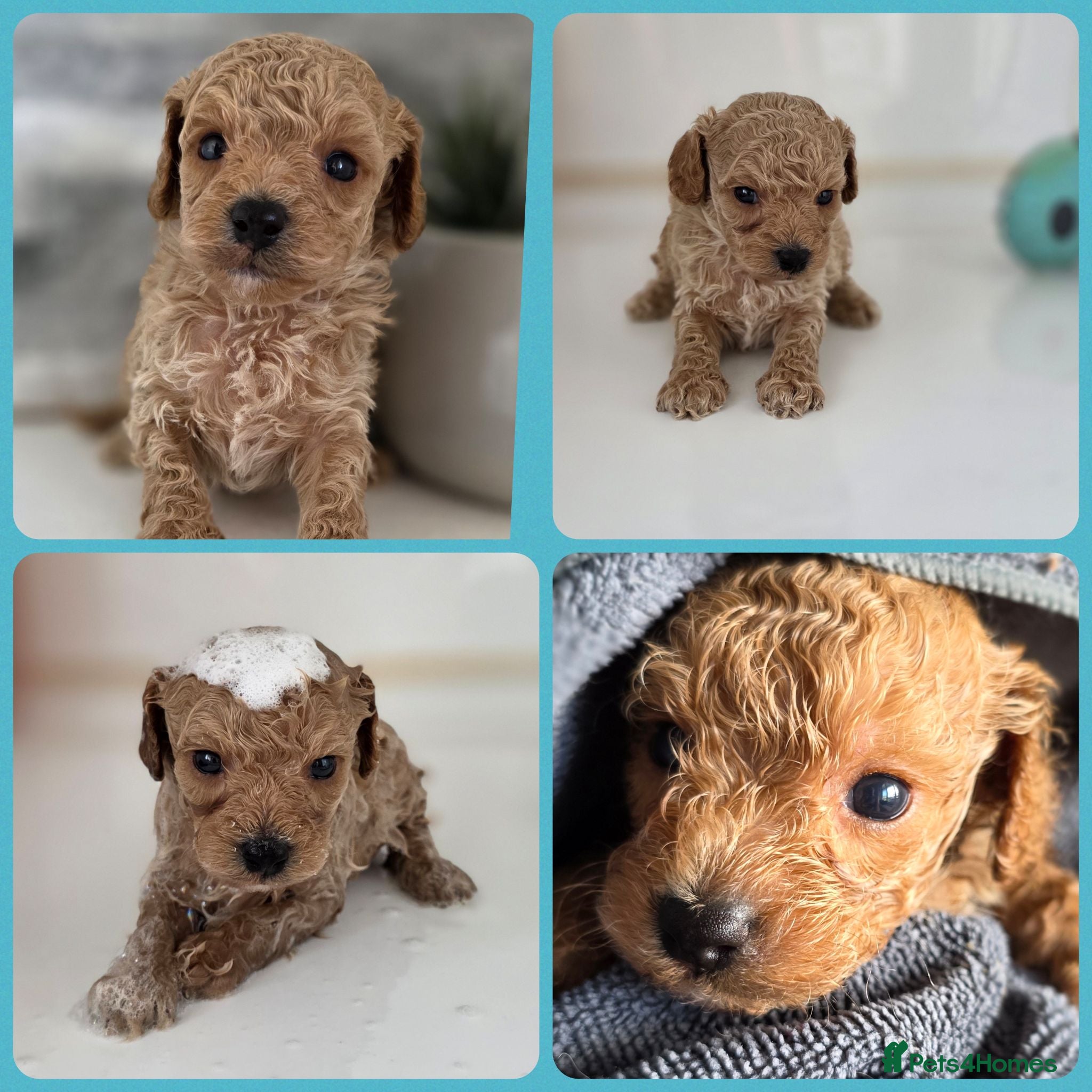 Cavapoochon dogs Exquisite Health Tested Cavapoochon Puppies  - Advert 1