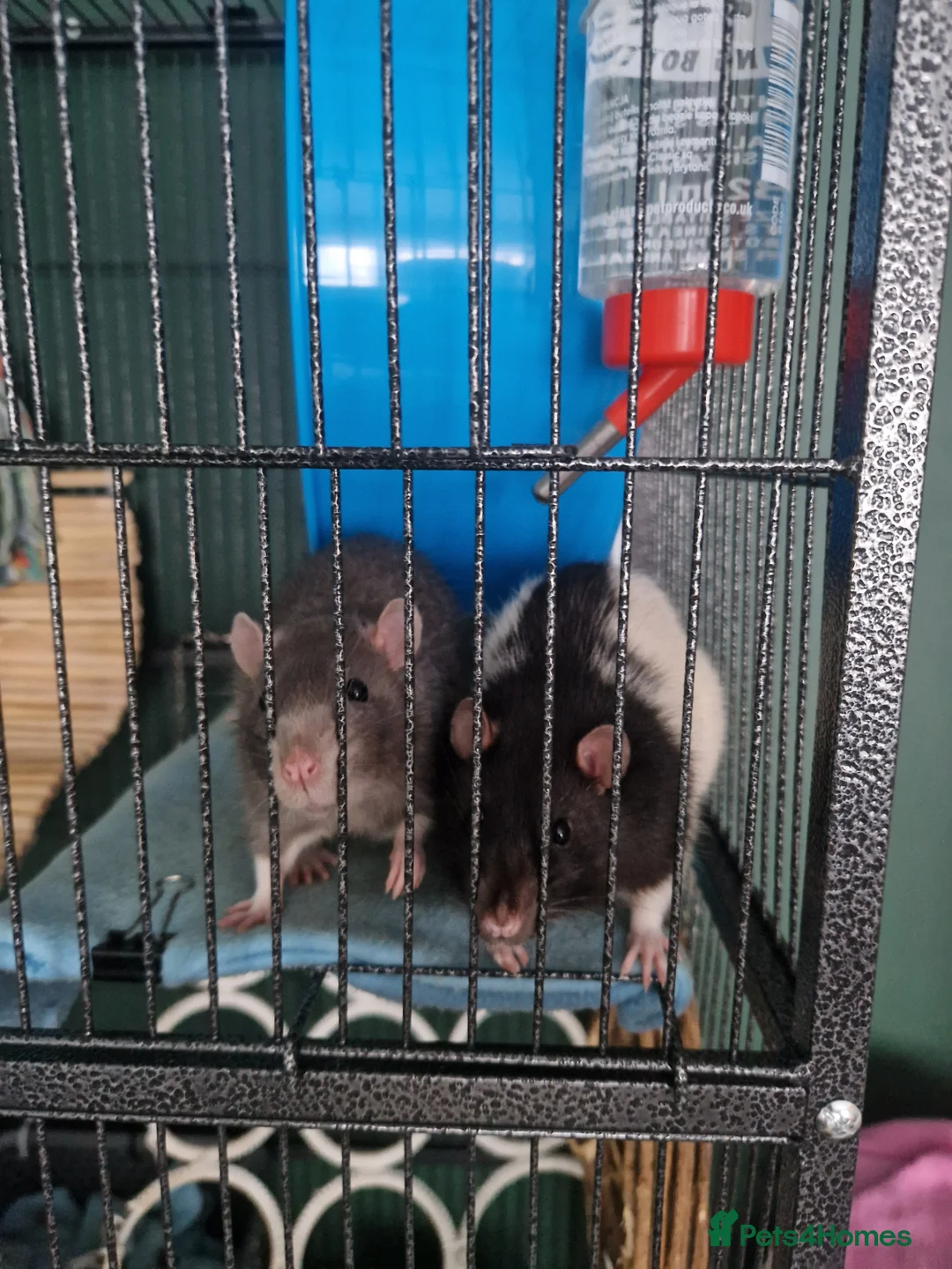 Rat rodents for sale: 2 Male rats + Cage and accesorios in Gerrards Cross - Advert 1