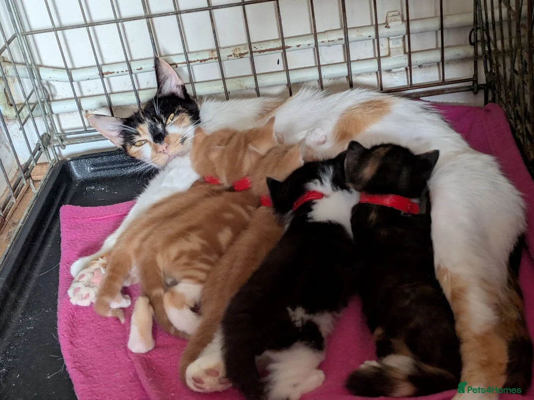 Maine Coon cats for sale: Mainecoon cross - Advert 1
