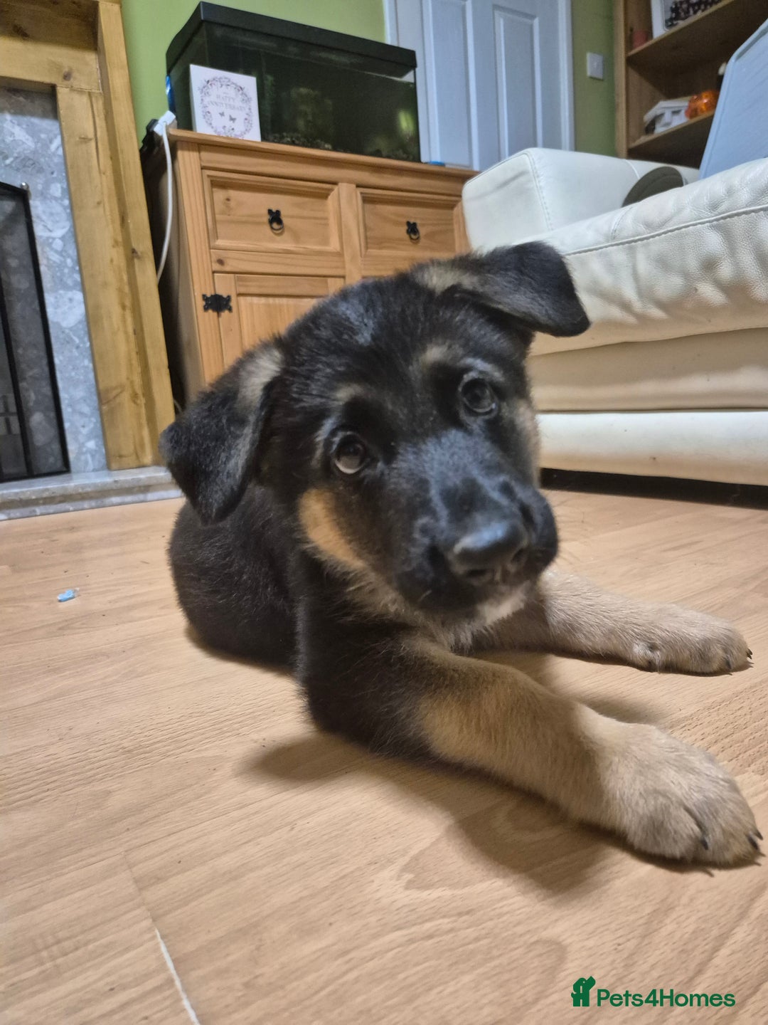 German Shepherd dogs for sale: Last German Shepherd girl remaining  - Image 1