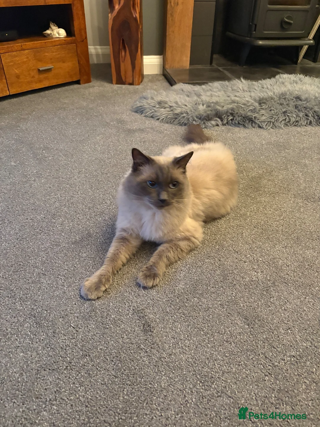 Mixed Breed cats for sale: Ragdoll bred - Advert 11