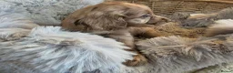 Cocker Spaniel dogs for sale: Working Type Cocker Spaniels - Advert 6