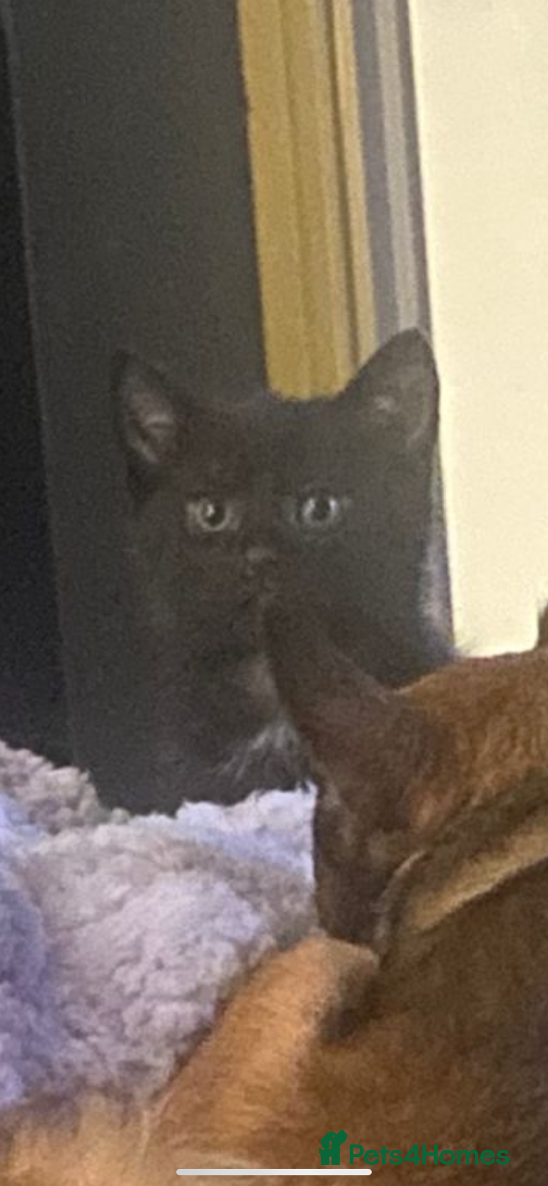 Mixed Breed cats for sale: 3 black kittens for new homes ready to leave  - Advert 2