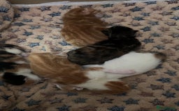 Norwegian Forest Cat cats for sale: Kittens for sale  - Image 5