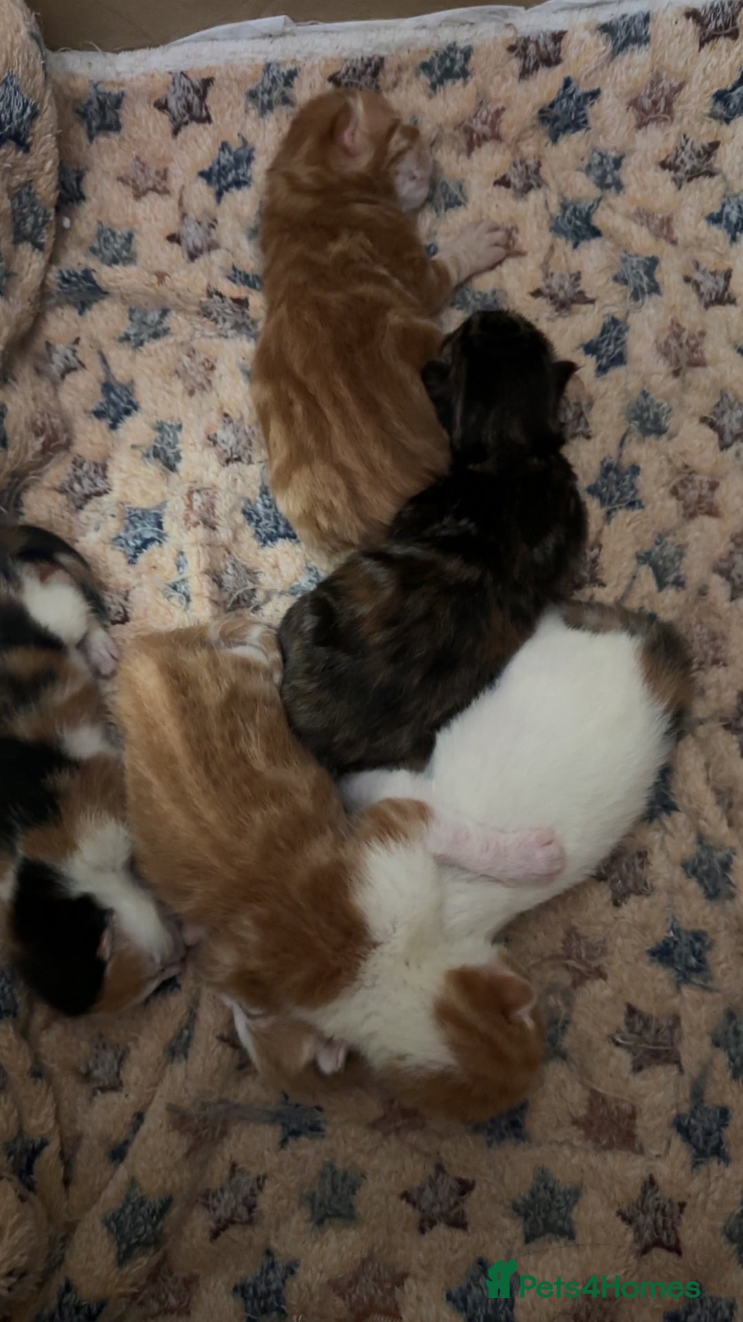 Norwegian Forest Cat cats for sale: Kittens for sale  - Image 5