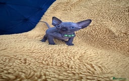 Sphynx cats for sale: Last FEMALE AVAILIBLE NOW!Parents HCM Clear  - Image 5