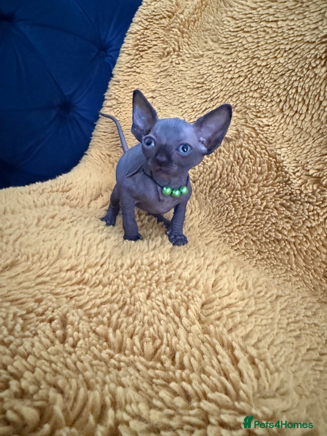 Sphynx cats for sale: Last FEMALE AVAILIBLE NOW!Parents HCM Clear  - Image 5