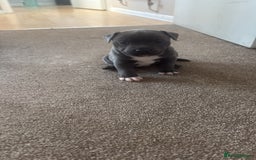 Staffordshire Bull Terrier dogs for sale: Beautiful Male blue Staffy puppy  - Image 3