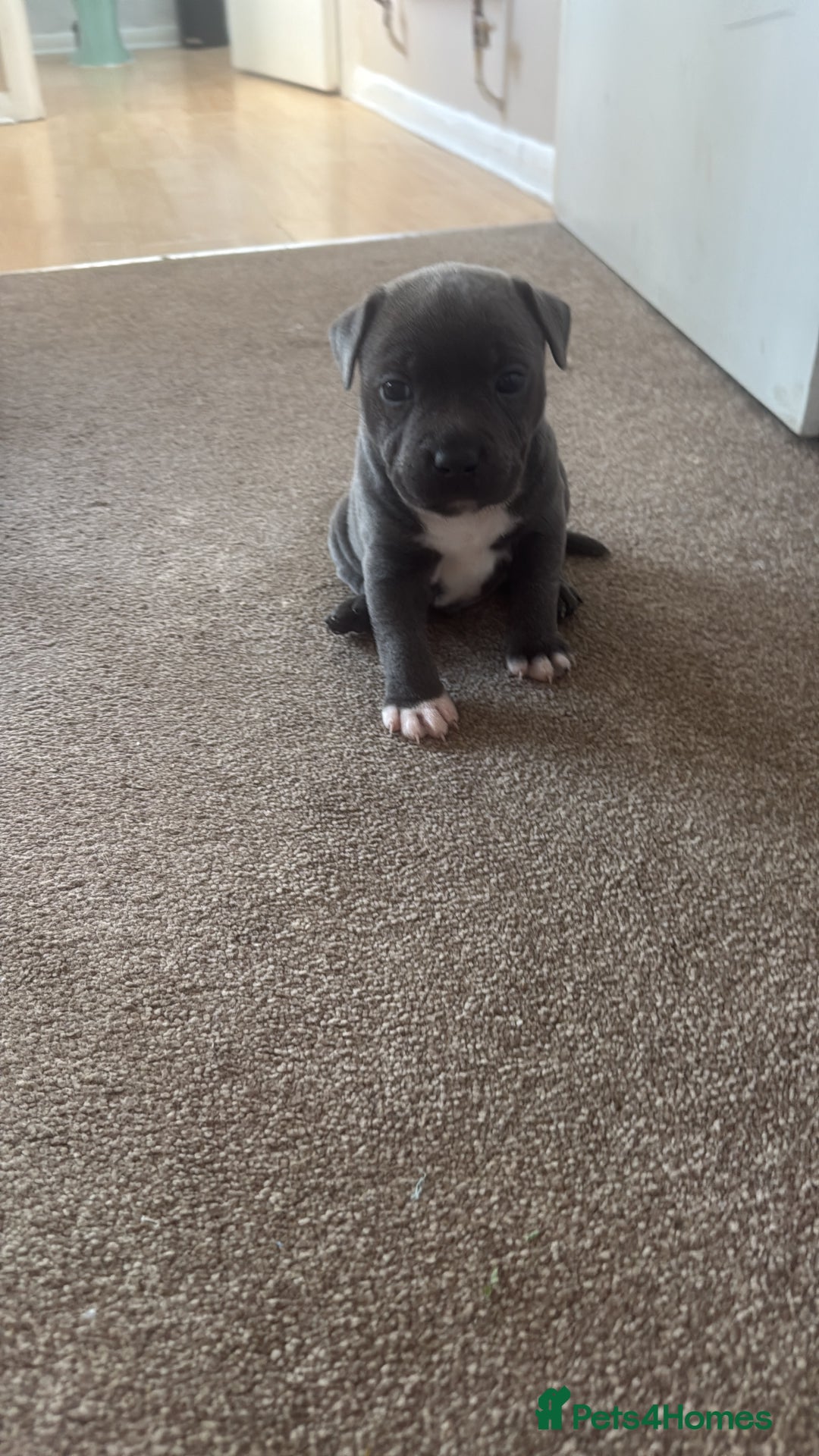 Staffordshire Bull Terrier dogs for sale: Beautiful Male blue Staffy puppy  - Image 3