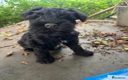 Miniature Schnauzer dogs for sale: miniature schnauzer puppies  - Image 3