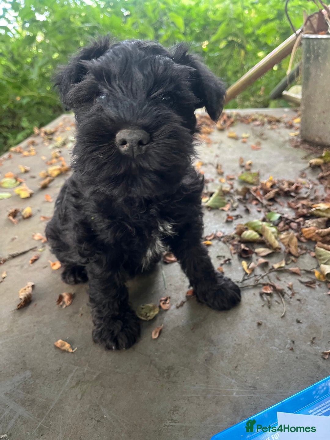 Miniature Schnauzer dogs for sale: miniature schnauzer puppies  - Image 3