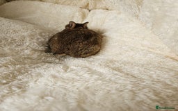 Netherland Dwarf rabbits for sale: Netherland Dwarf bunnies - Image 16