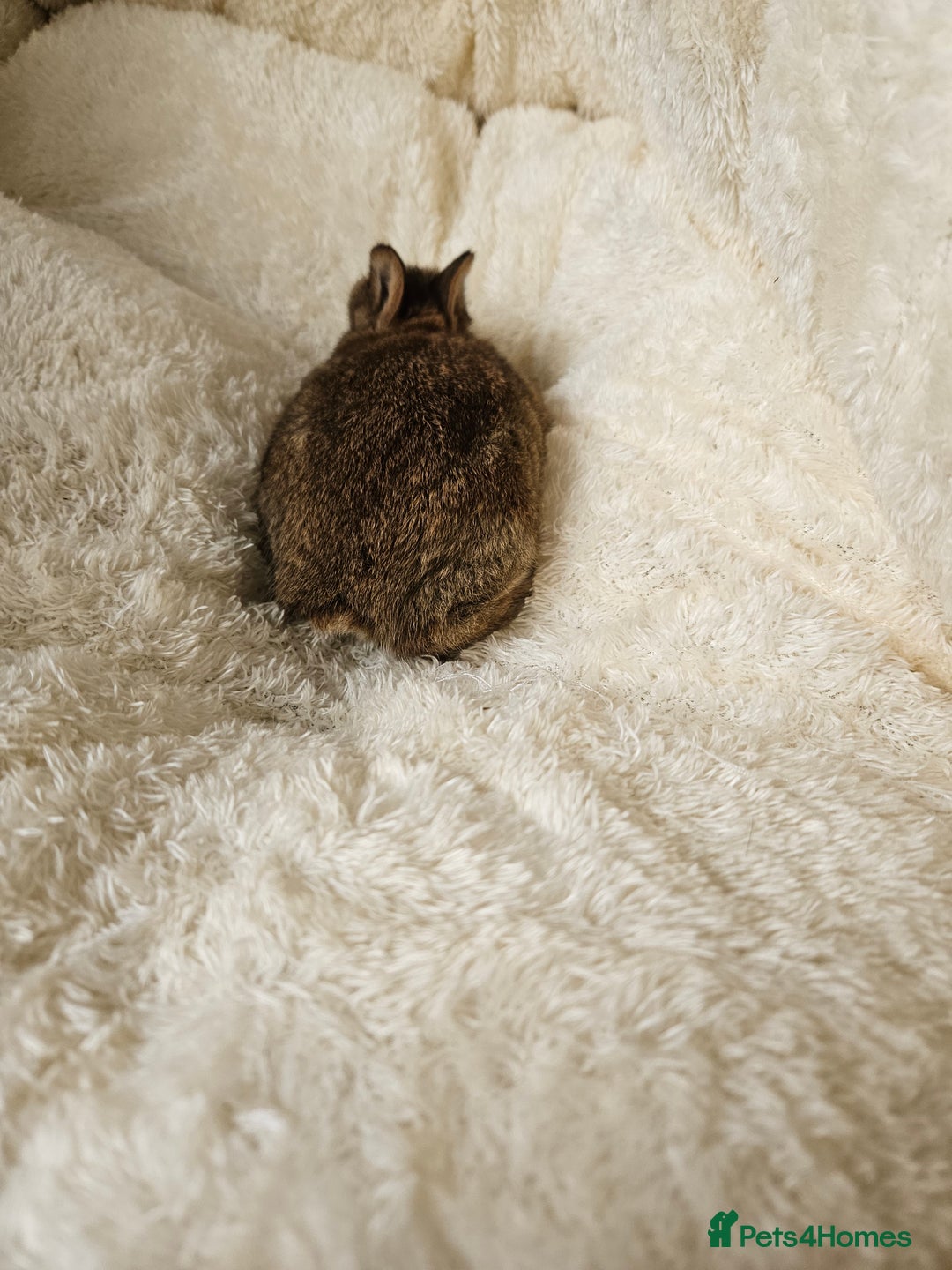 Netherland Dwarf rabbits for sale: Netherland Dwarf bunnies - Image 16