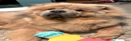 Chow Chow dogs for sale: KC Registered Chow Chow Puppies for Sale  - Advert 11
