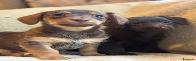 Jackapoo 4