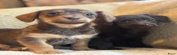 Jackapoo dogs for sale: Beautiful Chocolate/tan jackapoo puppies  - Advert 2