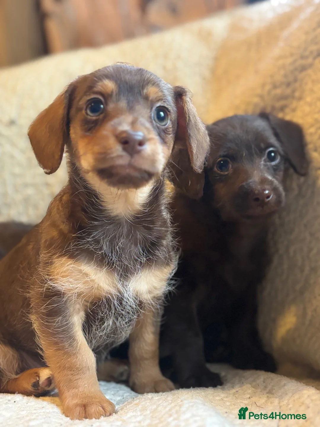 Jackapoo dogs for sale: Beautiful Chocolate/tan jackapoo puppies  - Advert 2