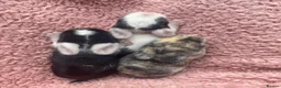 Mini Lop rabbits for sale: Mini Lop Babies - Ready to leave end of July  - Advert 7