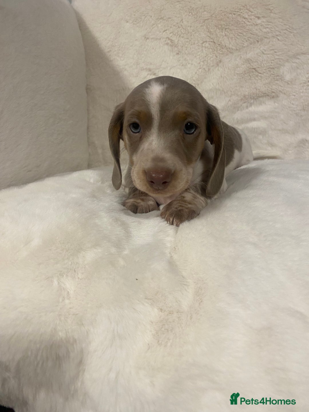 Miniature Dachshund dogs for sale: PRA Clear KC Registered Mini Dachshunds - Advert 7