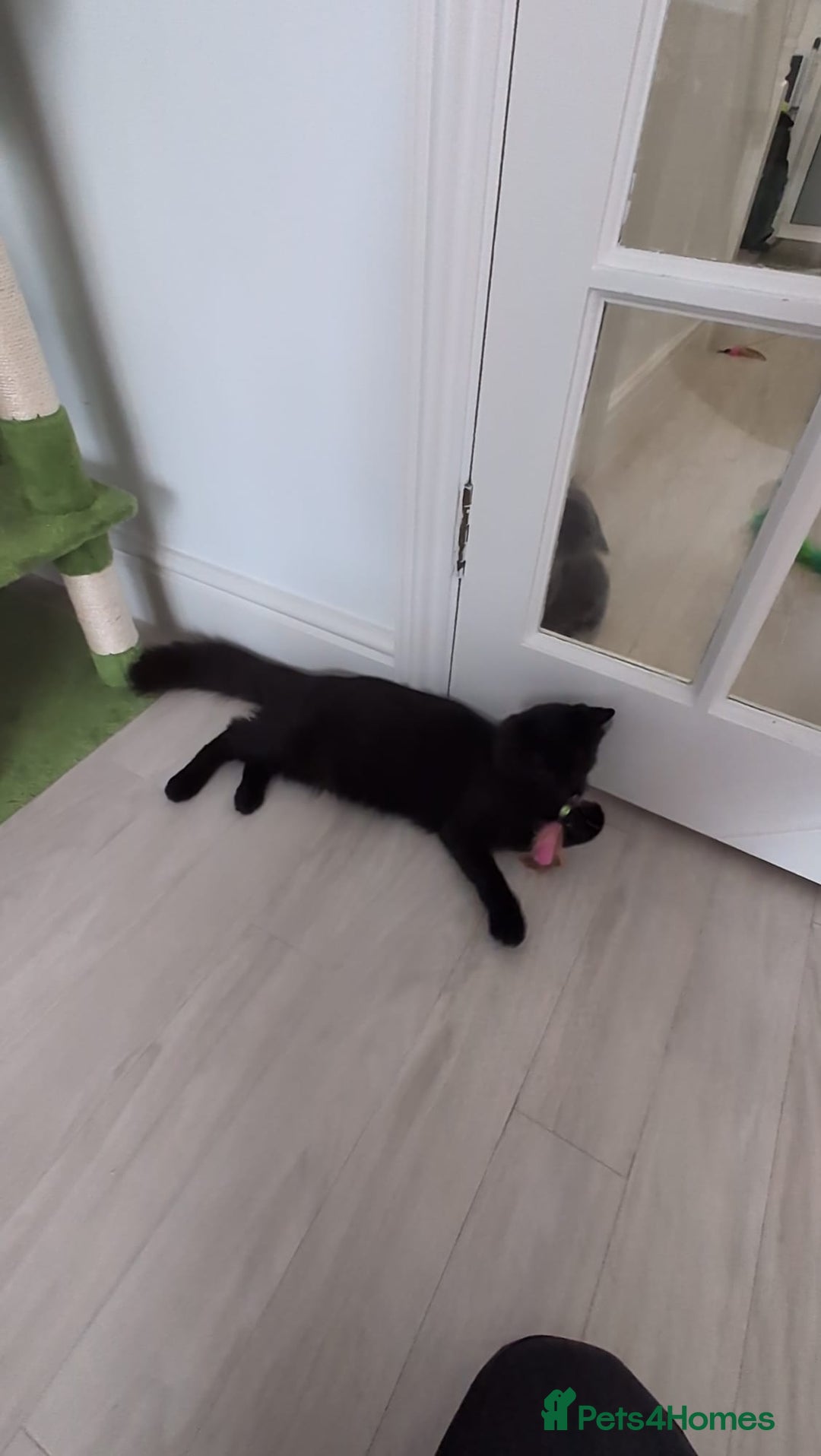 Domestic Shorthair cats for sale: 3 boys, 1 girl kittens  - Image 24