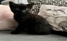 British Shorthair cats for sale: Male,Female  - Image 11