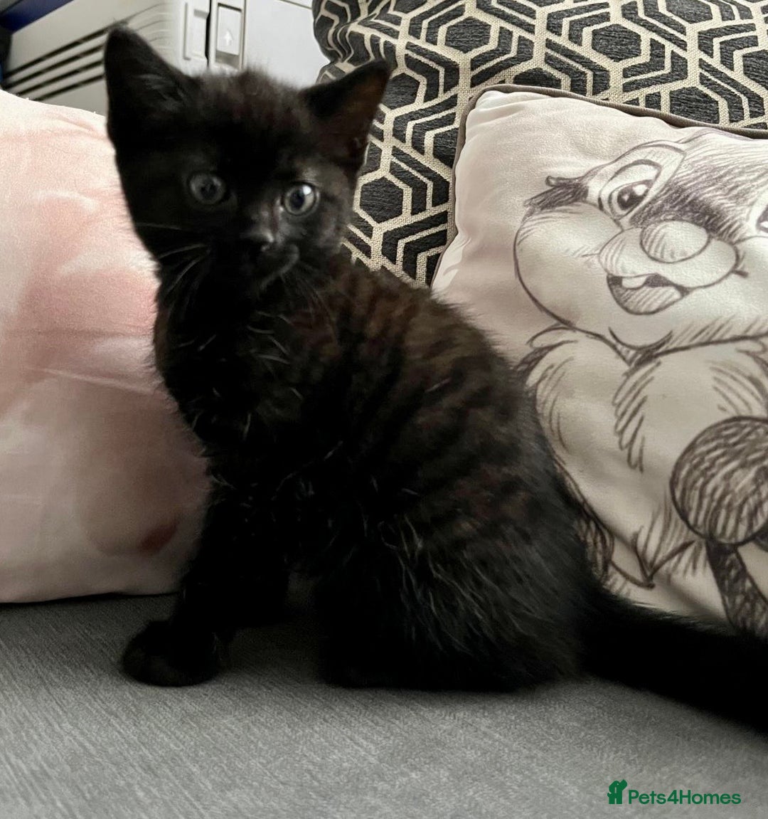 British Shorthair cats for sale: Male,Female  - Image 11