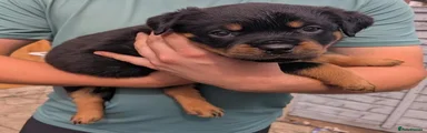 Rottweiler 3