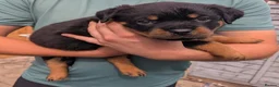 Rottweiler dogs for sale: Territory-Smart Tails & Watchful Souls-Rottweilers in Northampton - Advert 15