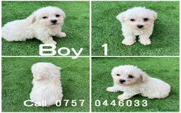 Poodle dogs for sale: Poodles pups for forever home - Image 5