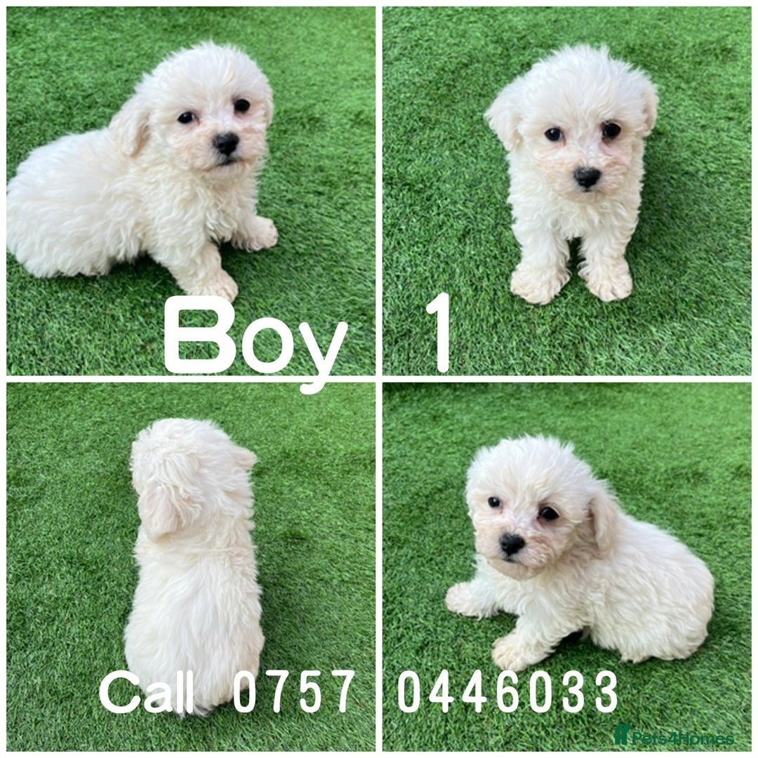 Poodle dogs for sale: Poodles pups for forever home - Image 5