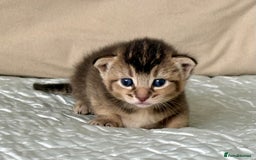 Abyssinian cats for sale: Marina  - Image 3