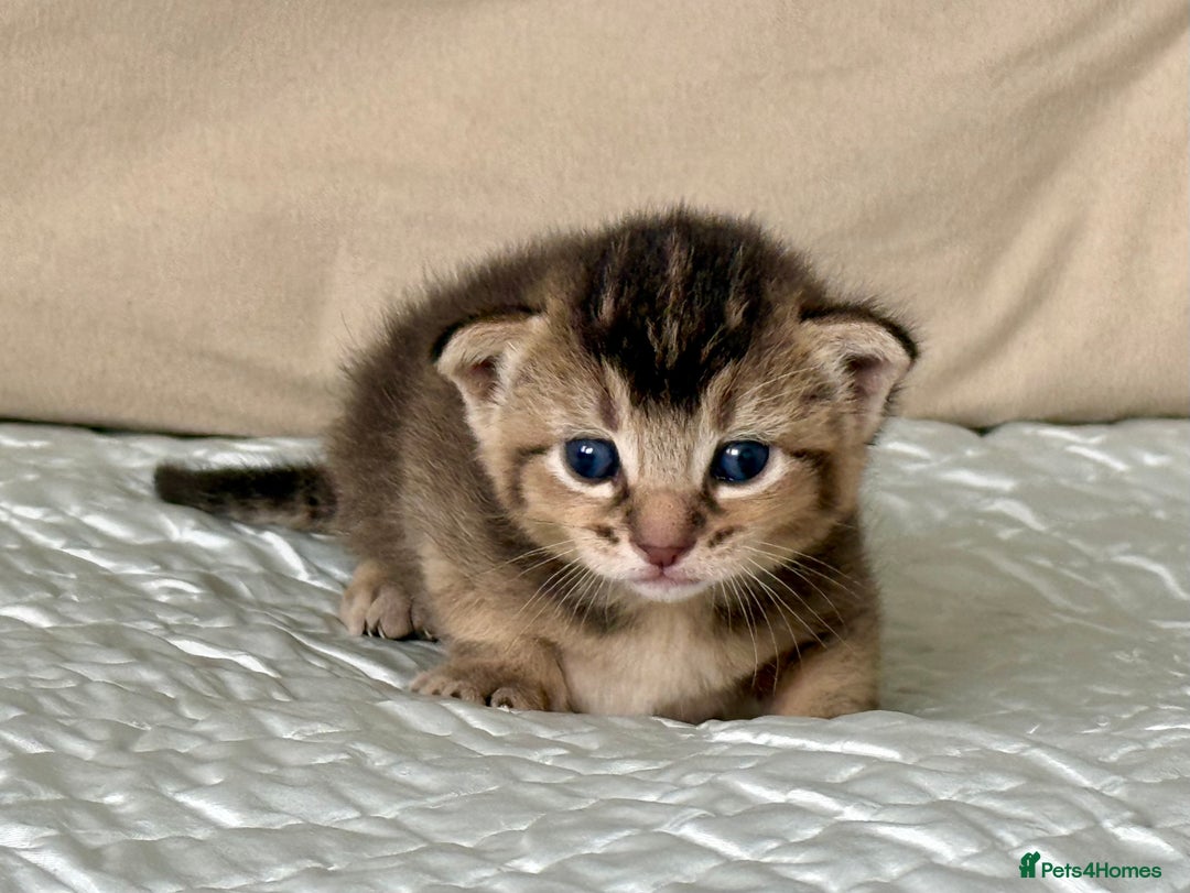 Abyssinian cats for sale: Marina  - Image 3