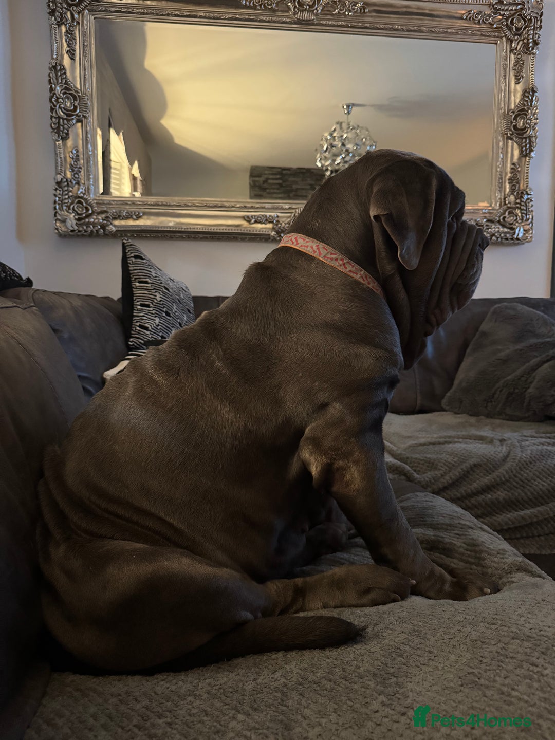 Neapolitan Mastiff dogs for sale: Neapolitan mastiff puppies due 27th September - Image 4