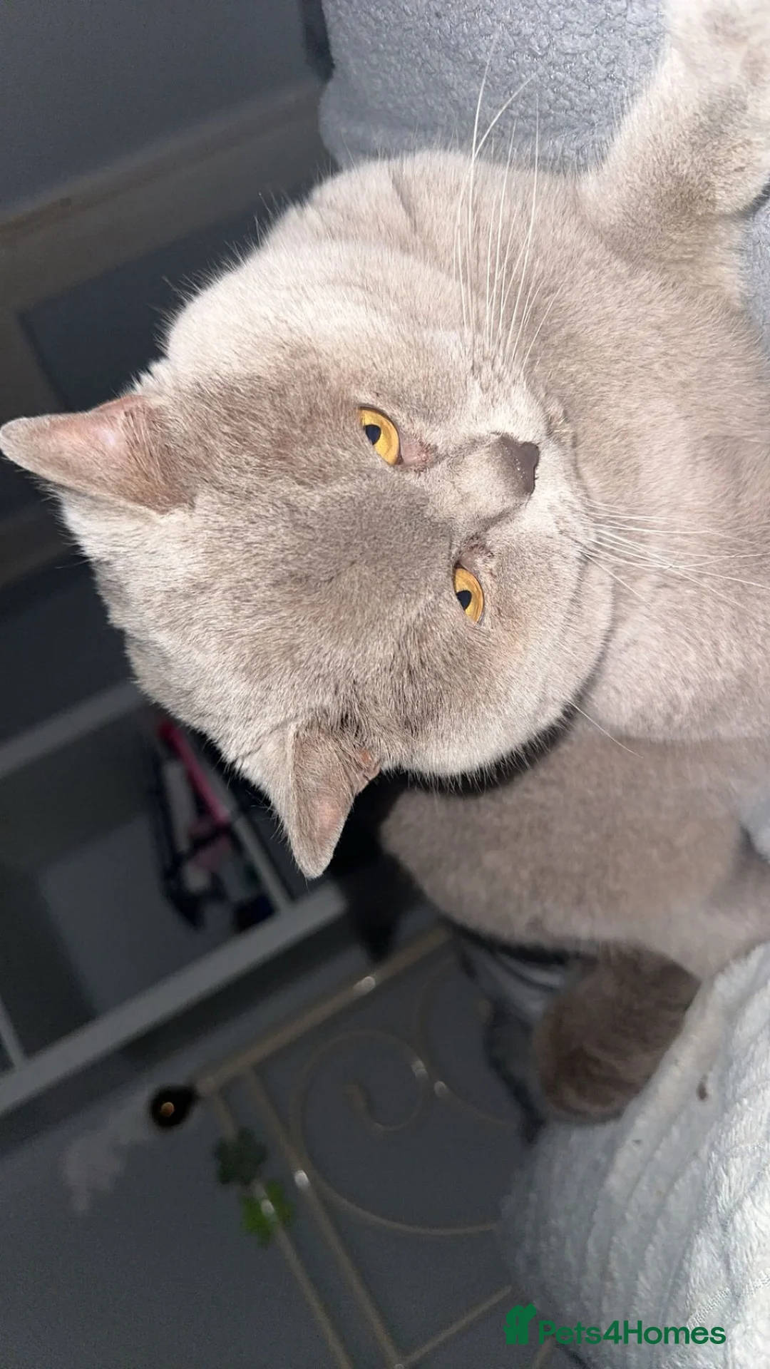 British Shorthair cats for sale: Britishshort hair - Advert 3