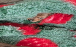 Miniature Dachshund dogs for sale: Smooth shaded red - Image 5