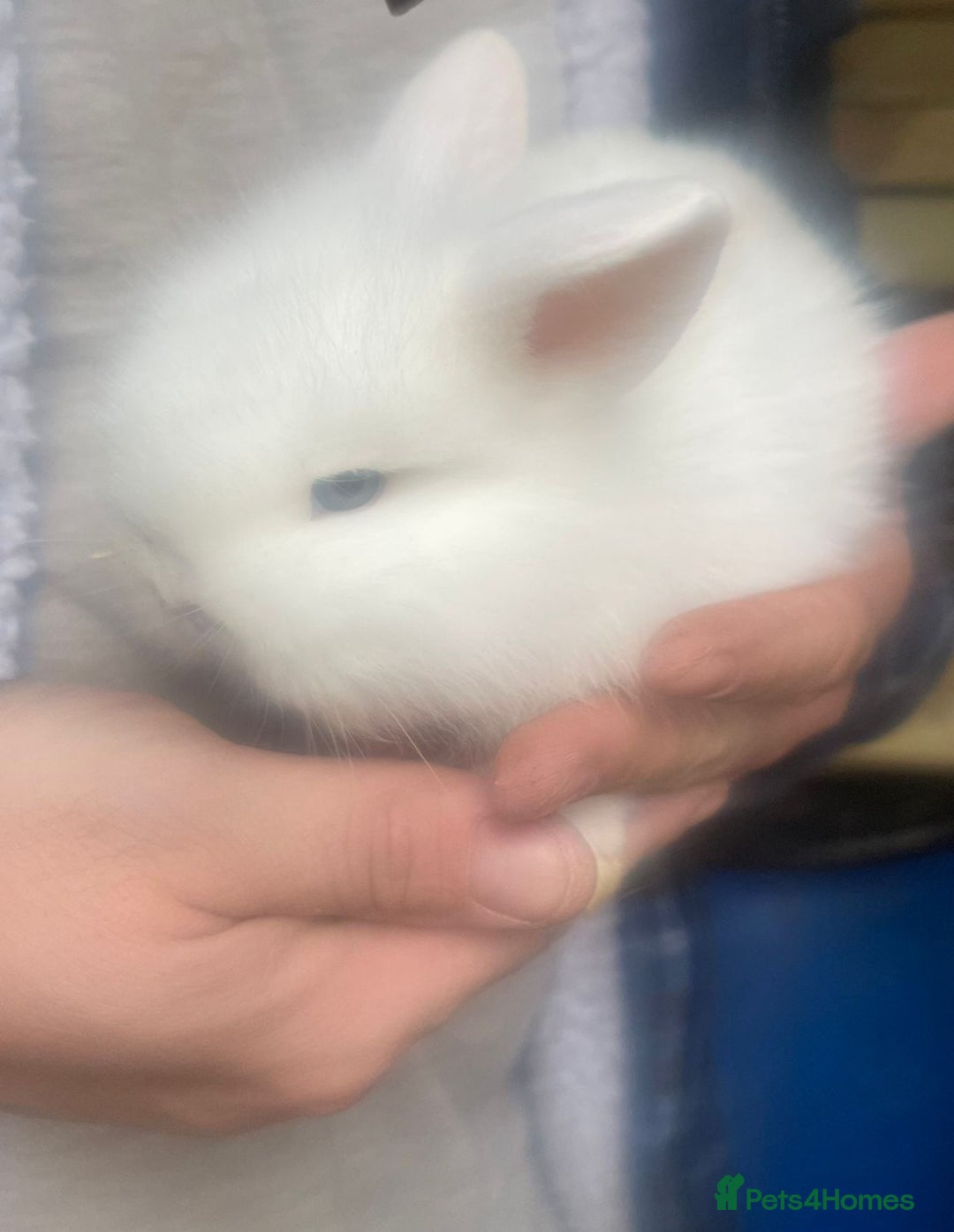 Lionhead rabbits for sale: Baby Lionhead bunnies  - Advert 14