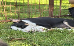 Mixed Breed dogs for sale: 6 collie cross kelpie pups  - Image 5