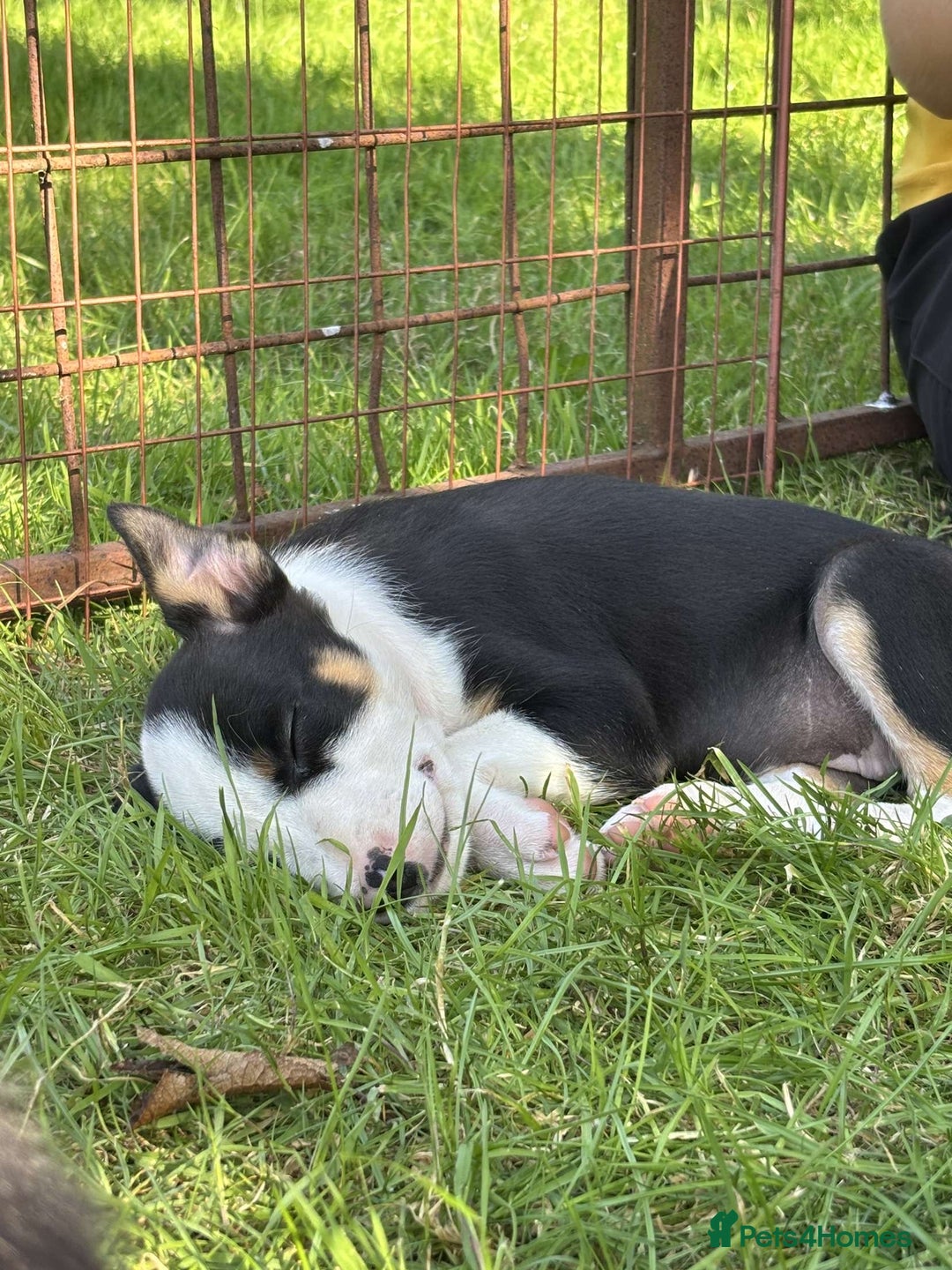 Mixed Breed dogs for sale: 6 collie cross kelpie pups  - Image 5