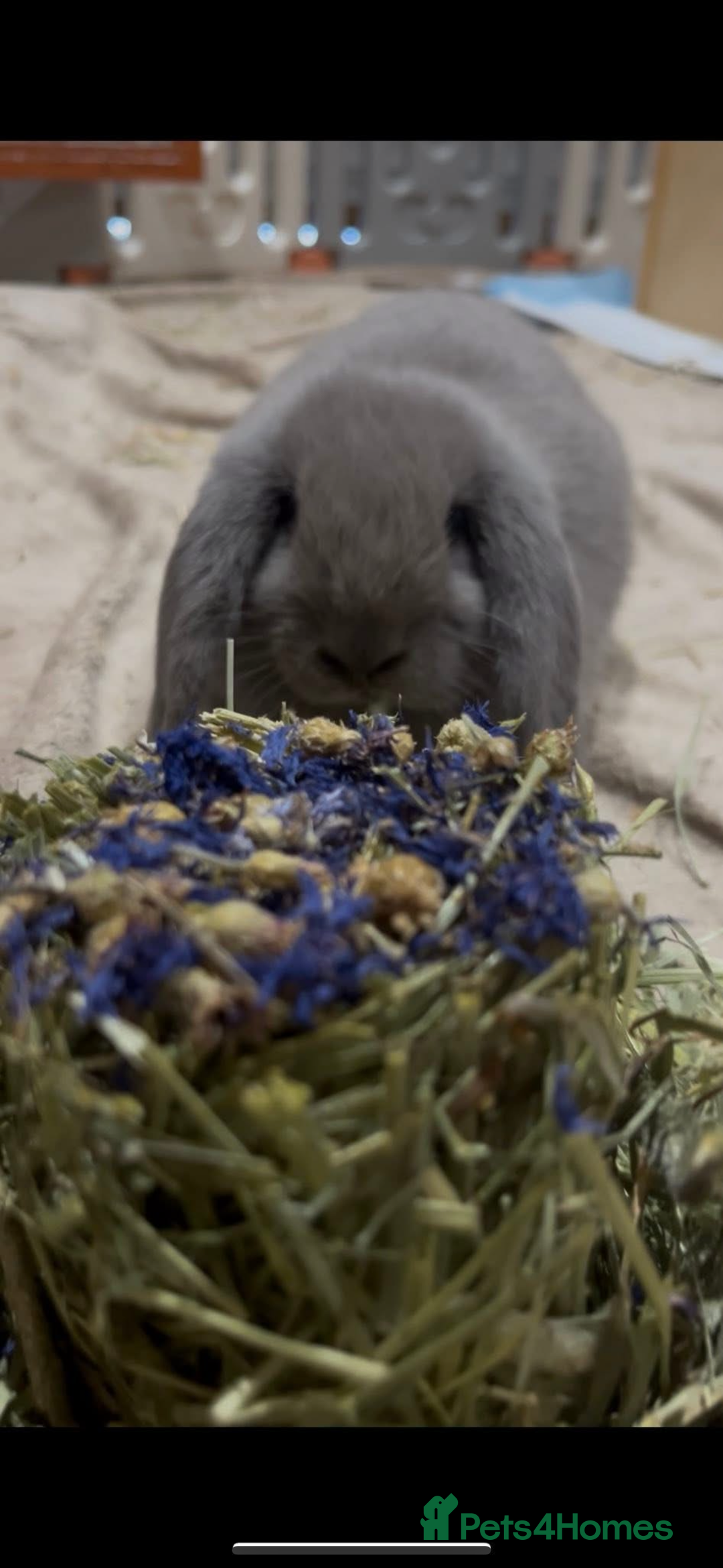 English Lop rabbits for sale: 2 female Beautiful rabbits for sale mini lops - Image 10