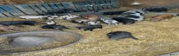 Pig livestock for sale: Juliana x Kune Kune Piglets for Sale – Ready Now - Advert 4