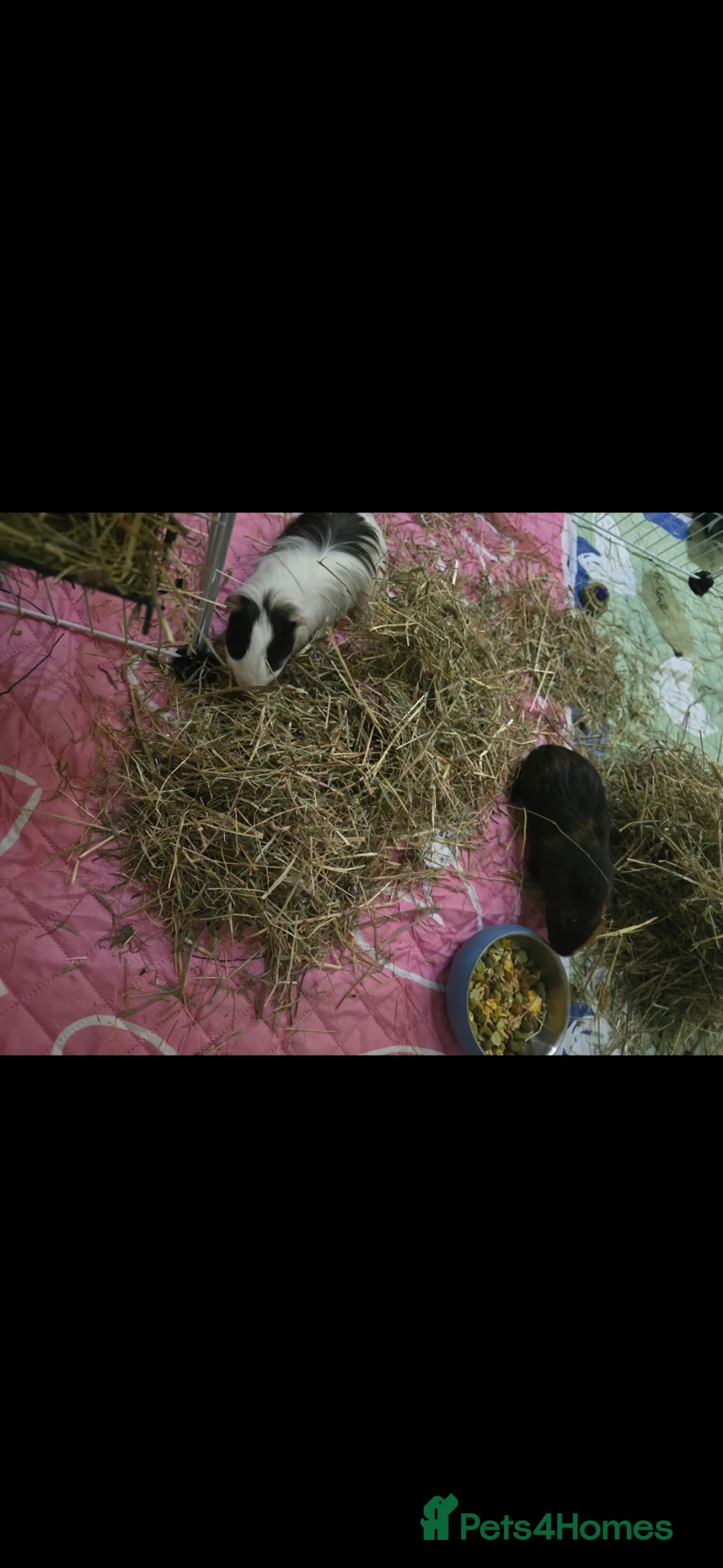 Guinea Pig rodents for sale: 2 male guinea pigs (expirienced owner needed) in Mexborough - Advert 1