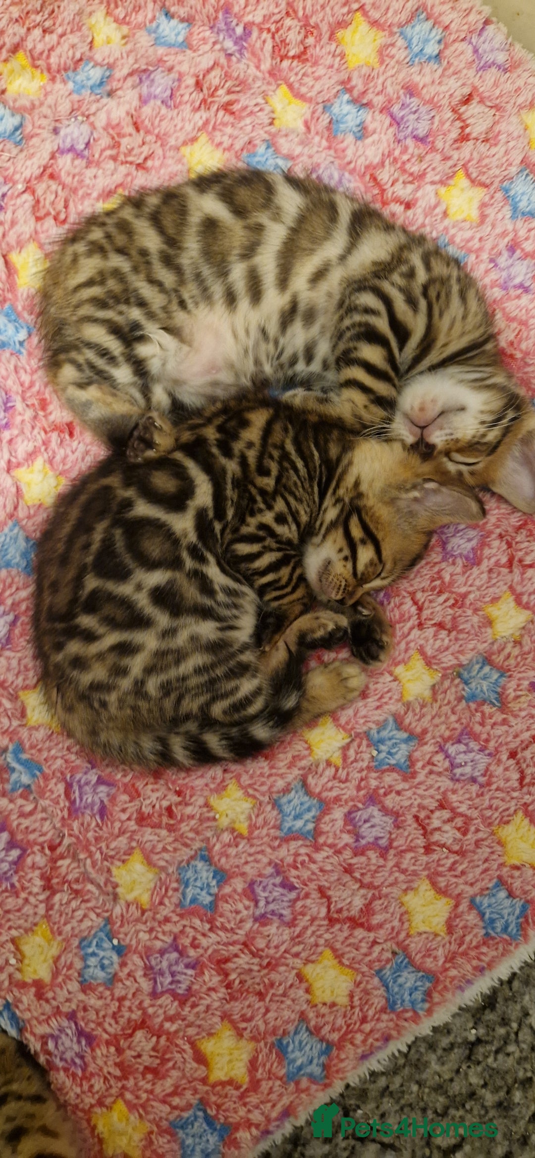 Bengal cats for sale: Pure Bengal kittens ❤️  - Image 18