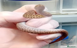 Python Snake reptiles for sale: Children's Python's Males and Females - Image 4