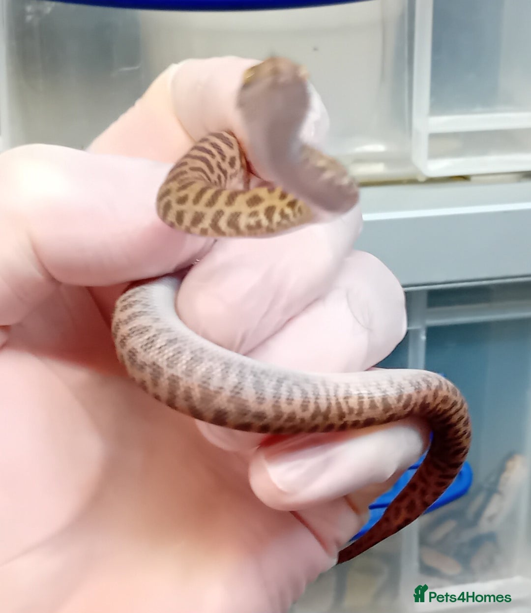 Python Snake reptiles for sale: Children's Python's Males and Females - Image 4