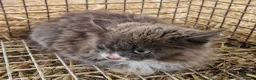 Mixed Breed cats for sale: Grey kitten - Advert 2