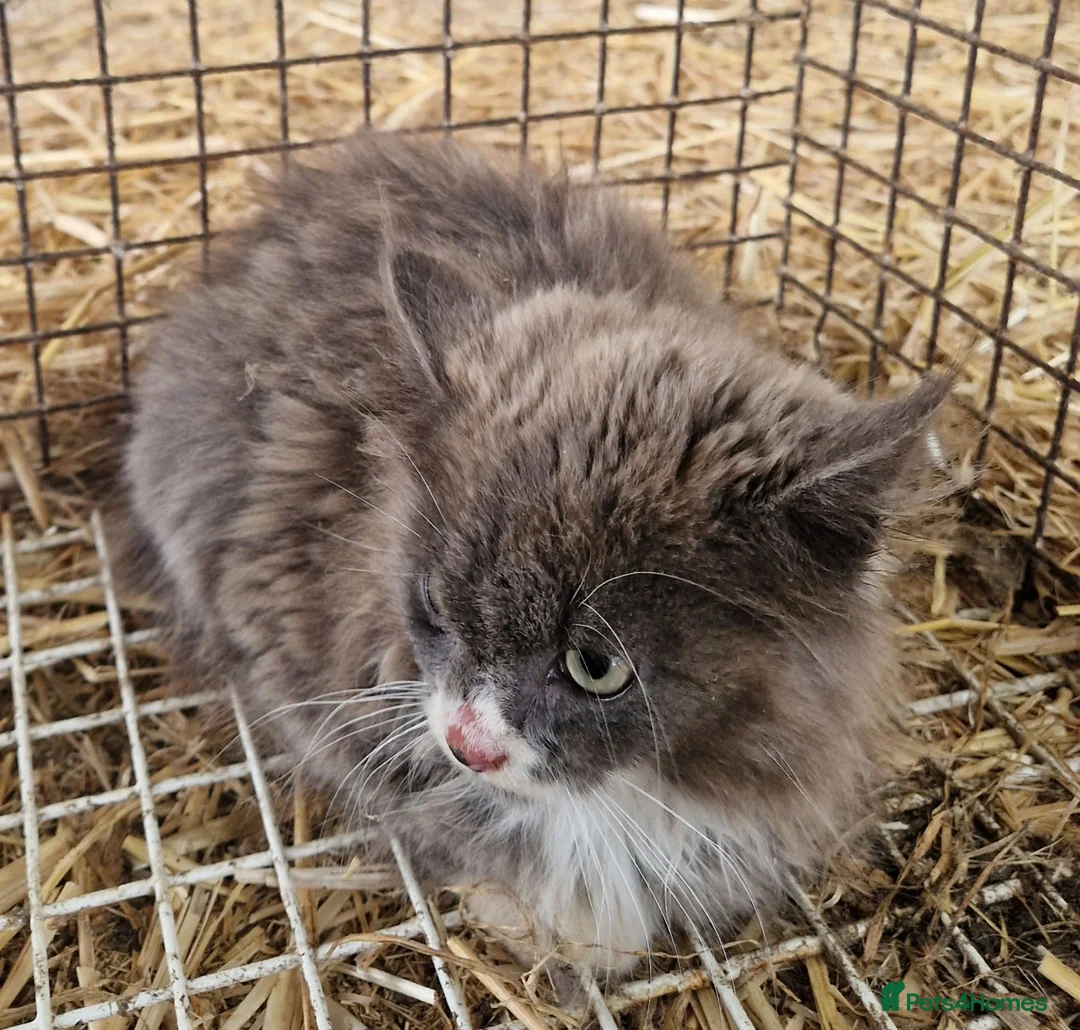 Mixed Breed cats for sale: Grey kitten - Advert 2
